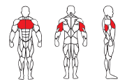 SEATED CHEST PRESS